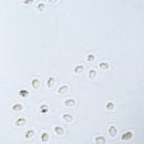 Ivory Wide Leg Trouser-2